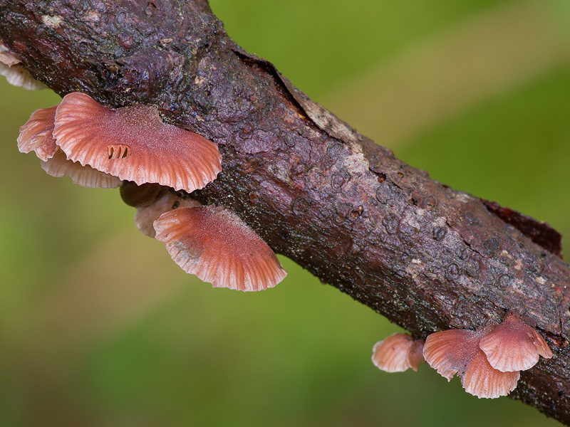 Panellus violaceofulvus